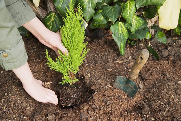 Nova zahrada - jesenna vysadba